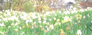 Daffodils