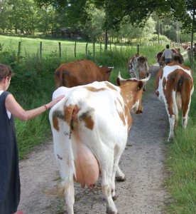 plaw-hatch-biodynamic-cattle