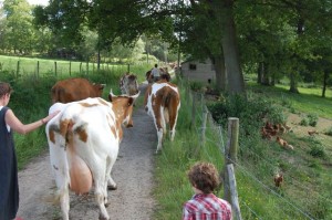 Biodynamic cows at Plaw Hatch Farm