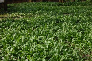 wild garlic leaves at WOWO campsite