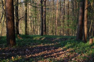 The woods at Forgewood campsite